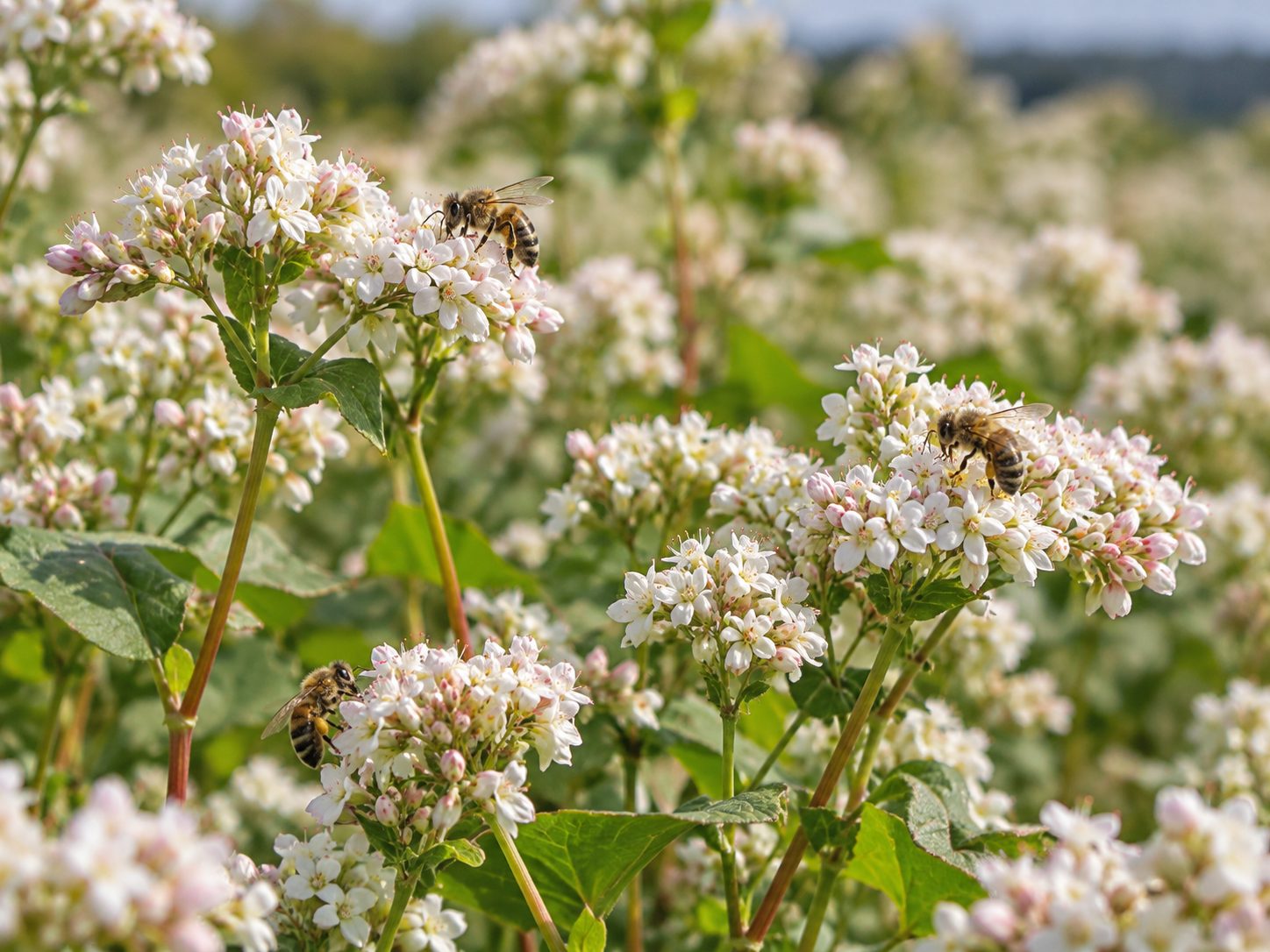Honey bees visiting flowering buckwheat in a field